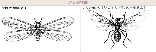 アリの特徴